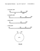 FOLD-BACK DIABODY DIPHTHERIA TOXIN IMMUNOTOXIN AND METHODS OF USE diagram and image