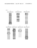 CDCA1 EPITOPE PEPTIDES AND VACCINES CONTAINING THE SAME diagram and image