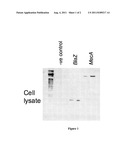 METHODS AND MATERIALS FOR PRODUCING IMMUNE RESPONSES AGAINST POLYPEPTIDES     INVOLVED IN ANTIBIOTIC RESISTANCE diagram and image