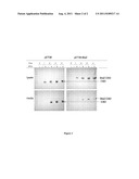 METHODS AND MATERIALS FOR PRODUCING IMMUNE RESPONSES AGAINST POLYPEPTIDES     INVOLVED IN ANTIBIOTIC RESISTANCE diagram and image