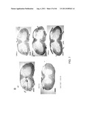 PEPTIDES THAT TARGET DORSAL ROOT GANGLION NEURONS diagram and image