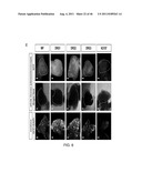 PEPTIDES THAT TARGET DORSAL ROOT GANGLION NEURONS diagram and image