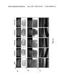 PEPTIDES THAT TARGET DORSAL ROOT GANGLION NEURONS diagram and image