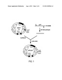 Group of Nucleic Acid Fragments for Prevention of HIV Infection or AIDS     and the Usage Thereof diagram and image