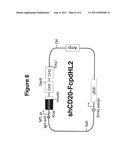 Inhibition of Placenta Growth Factor (PLGF) Mediated Metastasis and/or     Angiogenesis diagram and image