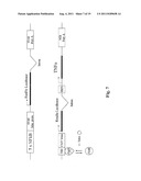 CELL, METHOD AND KIT FOR CONDUCTING AN ASSAY FOR NEUTRALIZING ANTIBODIES diagram and image