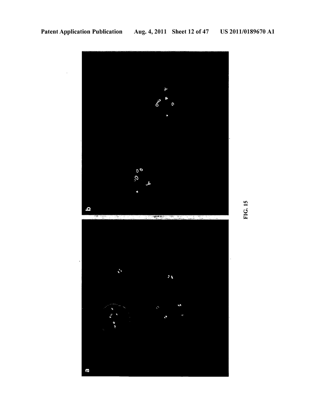 Circulating Tumor and Tumor Stem Cell Detection Using Genomic Specific     Probes - diagram, schematic, and image 13