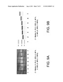 NUCLEOSIDE TRIPHOSPHATE DERIVATIVE, NUCLEIC ACID PROBE, MULTILABELED     NUCLEIC ACID PROBE, METHOD FOR PRODUCTION OF MULTILABELED NUCLEIC ACID     PROBE, AND METHOD FOR DETECTION OF TARGET NUCLEIC ACID diagram and image
