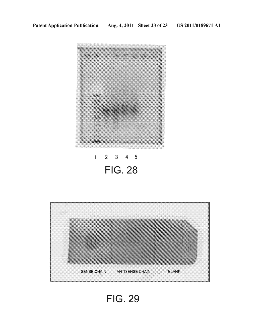 NUCLEOSIDE TRIPHOSPHATE DERIVATIVE, NUCLEIC ACID PROBE, MULTILABELED     NUCLEIC ACID PROBE, METHOD FOR PRODUCTION OF MULTILABELED NUCLEIC ACID     PROBE, AND METHOD FOR DETECTION OF TARGET NUCLEIC ACID - diagram, schematic, and image 24