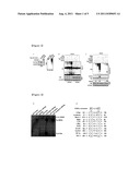 Methods for Cancer Diagnosis, Anti-Cancer Drug Screening, and Test of Drug     Effectiveness on the Basis of Phoshorylation of Ras at Thr-144 and     Thr-148 diagram and image