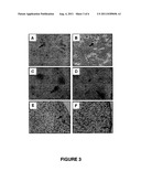 MONOCLONAL ANTIBODY STRO-4 diagram and image