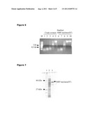 Intracellular Production of a Nuclease diagram and image