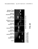 Evolving New Molecular Function diagram and image