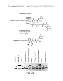 Evolving New Molecular Function diagram and image