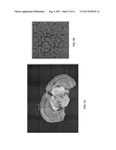 IN SITU ANALYSIS OF TISSUES diagram and image