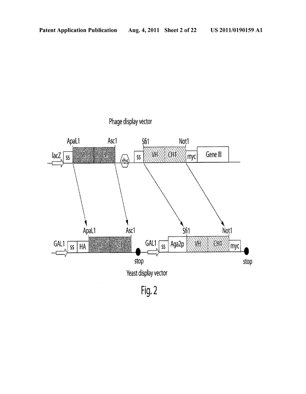 MULTI-CHAIN EUKARYOTIC DISPLAY VECTORS AND USES THEREOF - diagram, schematic, and image 03