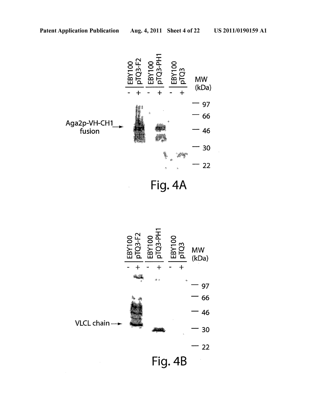 MULTI-CHAIN EUKARYOTIC DISPLAY VECTORS AND USES THEREOF - diagram, schematic, and image 05