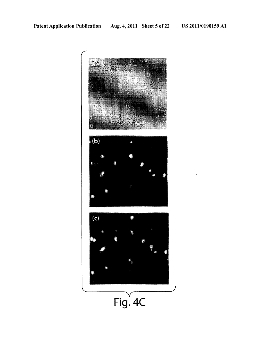 MULTI-CHAIN EUKARYOTIC DISPLAY VECTORS AND USES THEREOF - diagram, schematic, and image 06