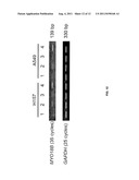 MicroRNA-BASED METHODS AND COMPOSITIONS FOR THE DIAGNOSIS, PROGNOSIS AND     TREATMENT OF LUNG CANCER USING MIR-21 diagram and image