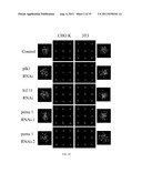 METHOD OF NUCLEIC ACID DELIVERY INTO THREE-DIMENSIONAL CELL CULTURE ARRAYS diagram and image