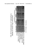 Genome-Wide Construction of Schizosaccharomyces Pombe Heterozygous     Deletion Mutants Containing Gene-Specific Barcodes by the Methods of     4-Round Serial or Block PCR, or Total Gene Synthesis Thereof diagram and image