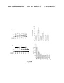 Selective Inhibition of Polyglutamine Protein Expression diagram and image