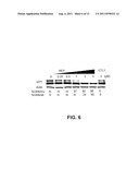 Selective Inhibition of Polyglutamine Protein Expression diagram and image