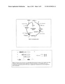 Non-Viral Delivery of Compounds to Mitochondria diagram and image