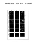 Non-Viral Delivery of Compounds to Mitochondria diagram and image