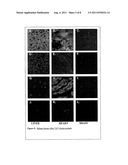 Non-Viral Delivery of Compounds to Mitochondria diagram and image