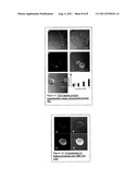 Non-Viral Delivery of Compounds to Mitochondria diagram and image