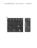 TRANSFECTION VECTOR diagram and image