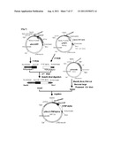 TRANSFECTION VECTOR diagram and image