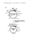 TRANSFECTION VECTOR diagram and image