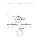 TRANSFECTION VECTOR diagram and image