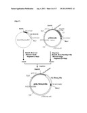 TRANSFECTION VECTOR diagram and image