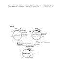 TRANSFECTION VECTOR diagram and image