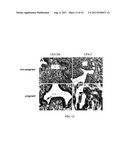 LEPTIN PEPTIDE ANTAGONISTS diagram and image