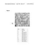 Purification Process for Fragment Antibodies diagram and image