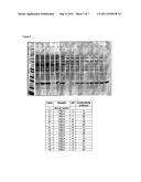 Purification Process for Fragment Antibodies diagram and image