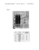 Purification Process for Fragment Antibodies diagram and image