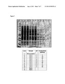 Purification Process for Fragment Antibodies diagram and image