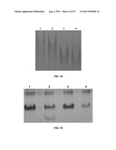 Stimulus-Responsive Apta Chelamers diagram and image