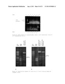 NUCLEIC ACID MOLECULE diagram and image