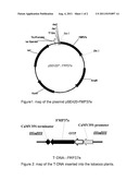 Plants Tolerant to HPPD Inhibitor Herbicides diagram and image