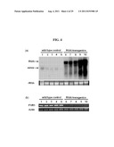 REGULATOR FOR FLOWERING TIME, TRANSGENIC PLANT TRANSFORMED WITH THE SAME,     AND METHOD FOR REGULATING FLOWERING TIME diagram and image