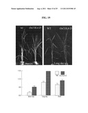 REGULATOR FOR FLOWERING TIME, TRANSGENIC PLANT TRANSFORMED WITH THE SAME,     AND METHOD FOR REGULATING FLOWERING TIME diagram and image