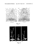 METHOD FOR THE ALTERATION OF PLANTS USING CLE POLYPEPTIDES/PEPTIDES diagram and image