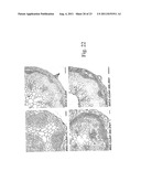 METHOD FOR THE ALTERATION OF PLANTS USING CLE POLYPEPTIDES/PEPTIDES diagram and image