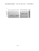 METHOD OF MAKING A VACCINE diagram and image